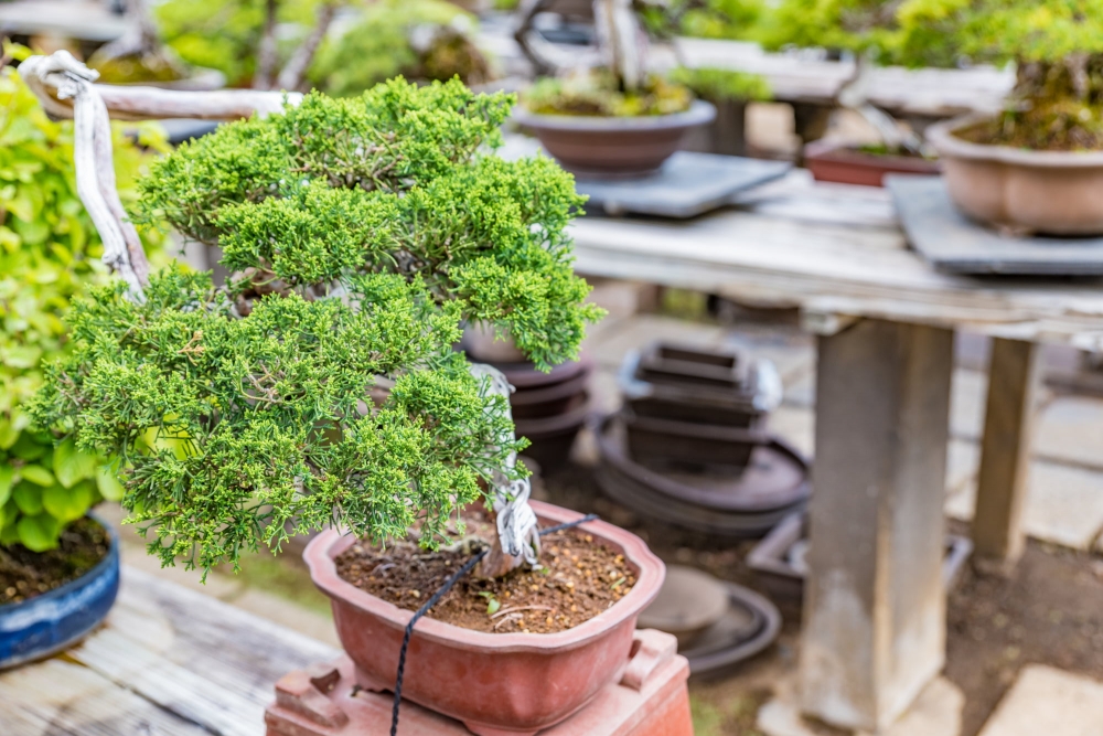 植木の処分方法｜庭木の捨て方、木を処分したい時の注意点