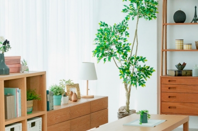 観葉植物の処分方法を徹底解説！正しい分別と捨て方